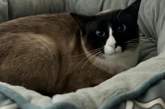 Lost Snow Shoe Cat: Caramel, Black & White, Blue Eyes