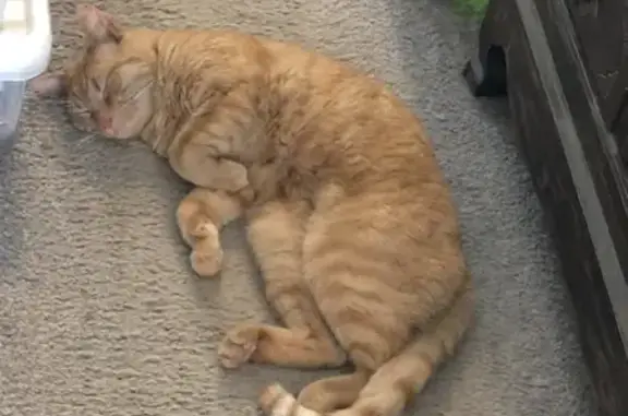 Lost: Friendly Ginger Cat Thomas O'Malley