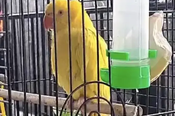 Charming Indian Ringneck: Lost Bird, Peekaboo Speaker