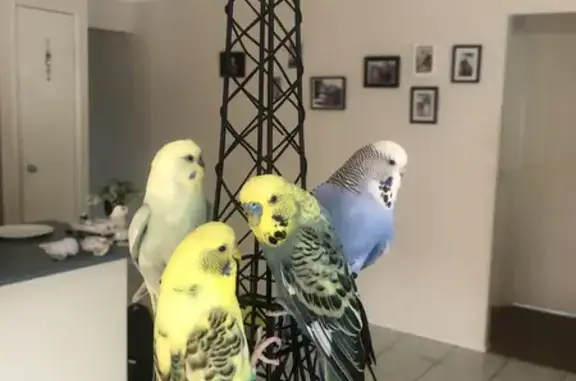 Lost Budgie: Yellow & Blue on Eiffel Tower | Upper Coomera