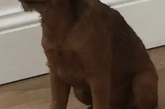 Lost Lakeland Terrier: Brown, 6yrs. Help Find!