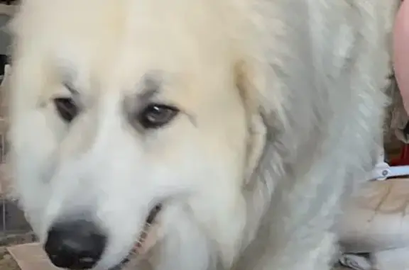 Lost Great Pyrenees: White Male Dog, Last Seen on Blind Creek Rd