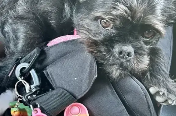 Lost Black Pug Maltese Schitzu: SKYE - Reward!