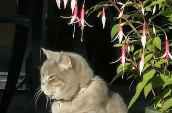 Lost cat