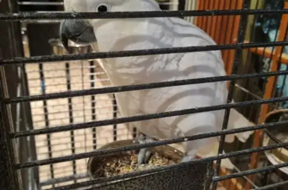 Lost White Cockatoo: Talkative, Tame & Missing in Seven Hills