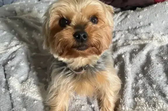 Lost: 5yr Female Yorkie, Tan w/ Grey/Black Markings - Bristol Rd, Rooks Bridge