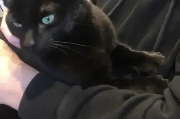 Missing cat: Black female, green eyes. Help find her!