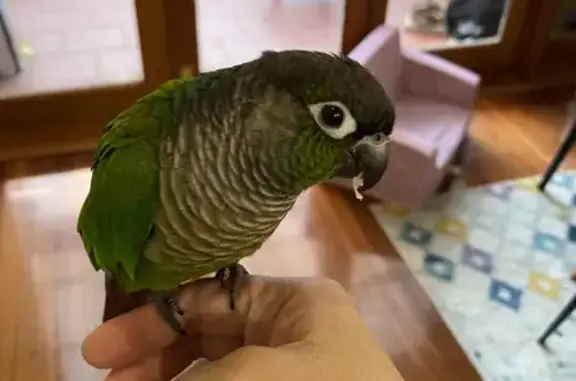 Hand-raised Green Cheek Conure: Friendly, Shoulder-Sitter