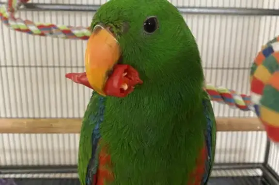 Lost Eclectus Parrot: Bright Green, Friendly, Warringah Close