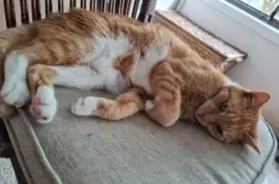 Help Find Missing Ginger Cat in Auburn
