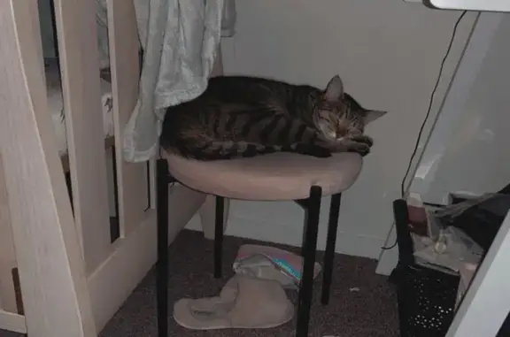 Lost: 2yr Old Brown Tabby, Missing Since 8PM