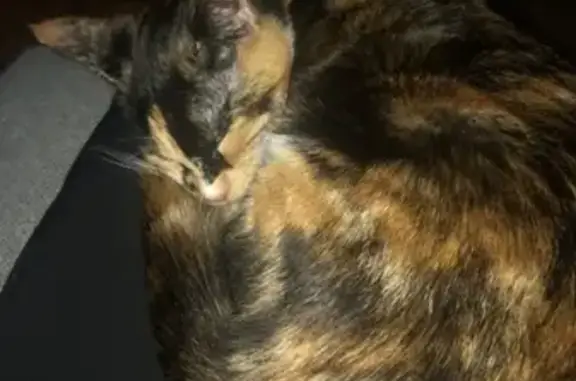 Missing Tortoiseshell Kitten: Help Find Cookie!