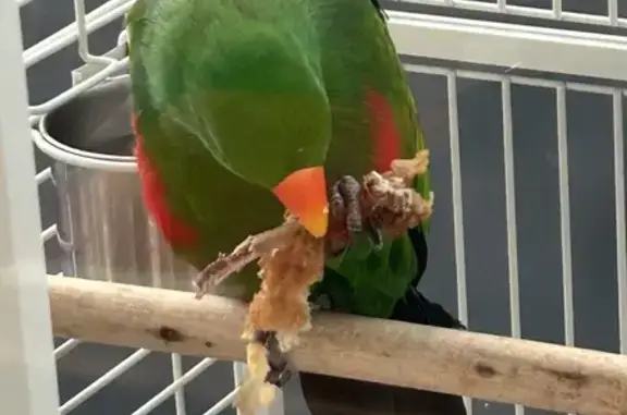 Lost Male Eclectus: Bright Green with Orange Beak