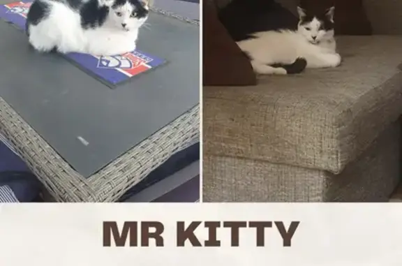 Missing Cat Mr Kitty: Beloved 7yo Black & White Male
