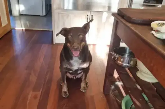 Lost Red Kelpie: Overweight, Friendly | Caponi Road, 105