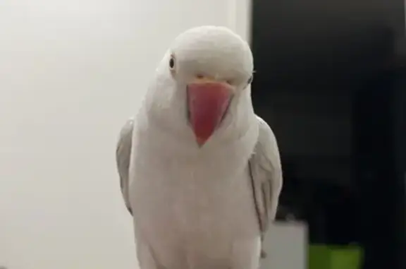 Lost Indian Ring Neck Parrot: Help Find Skittles!