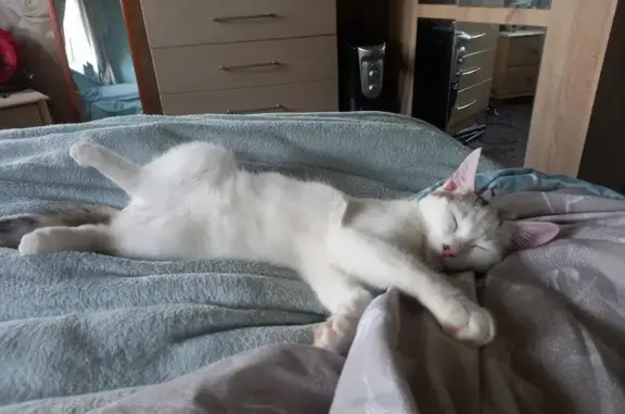 Lost White Cat 'Bluey' with Tortoishell Tail on Falcon Way
