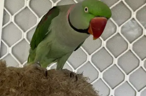 Missing Male Alexandrine Parrot: Talkative and Loved