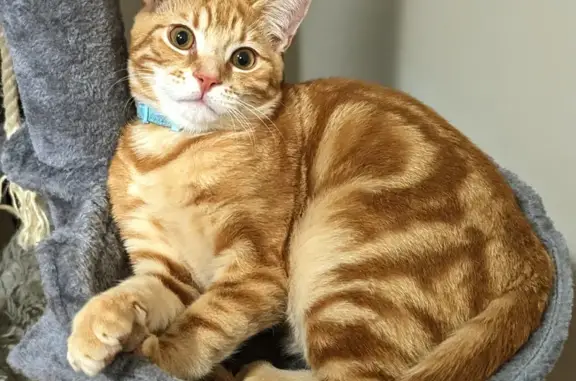 Lost Ginger Tabby Cat: Alfie, Coventry Road