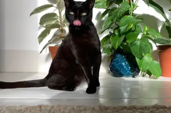 Handsome Shorthaired Black Cat Missing in William Gardens