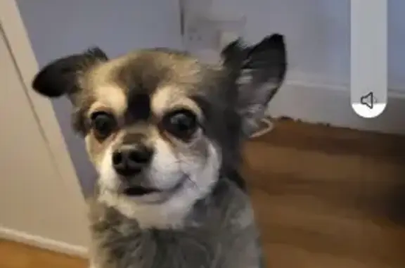 Lost Small Male Pomeranian/Chihuahua in Butlocks Heath