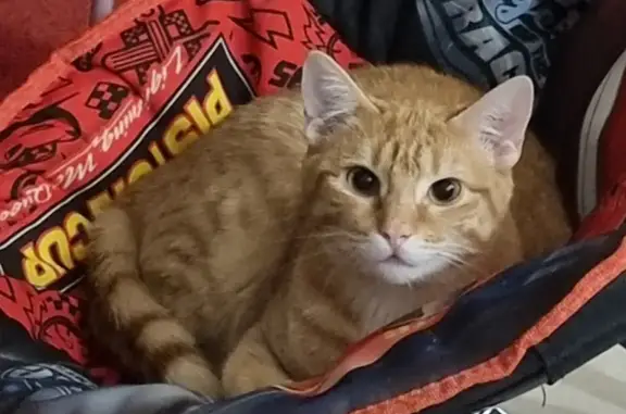 Lost Ginger Tabby | Desexed & Microchipped | Torrenova Way, Wanneroo