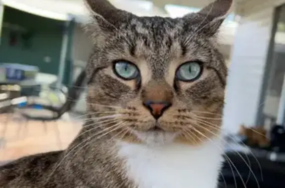 Adorable Tabby Cat Lost on Vindon Ave, Latrobe