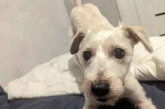 Missing dog , photo: Lost: White Terrier, Female, Kerri St.