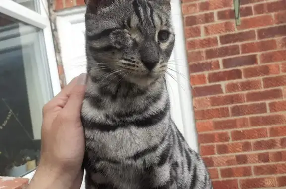 Lost Grey Bengal Cat: Reward for Info!