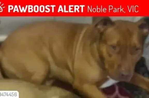 Urgent: Missing Red Staffy in Noble Park