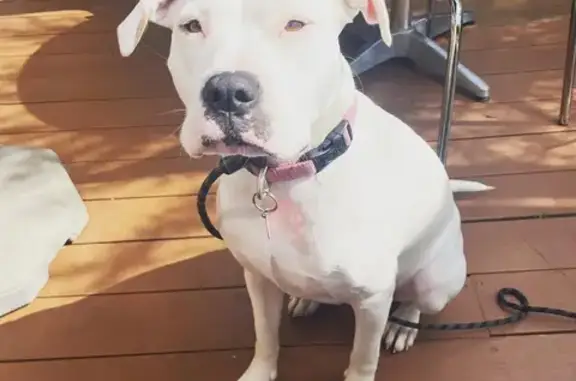 Lost Staffy/Bulldog: White with Tan Dot