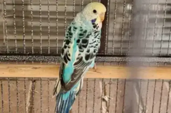 Vibrant Budgie Aurora Lost: Noisy Biter in Playford