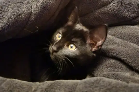 Lost: Black 12wk old female kitten, Cobham Court, Salisbury