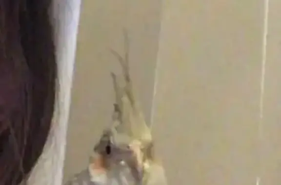 Lost pets Bathurst, photo: Lost Cockatiel: Family Pet, Help Find Him!