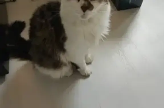 Lost Coon Cat: Missing from BD10 0JF