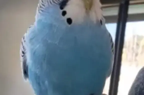 Lost Male Blue Budgie in Melrose Park