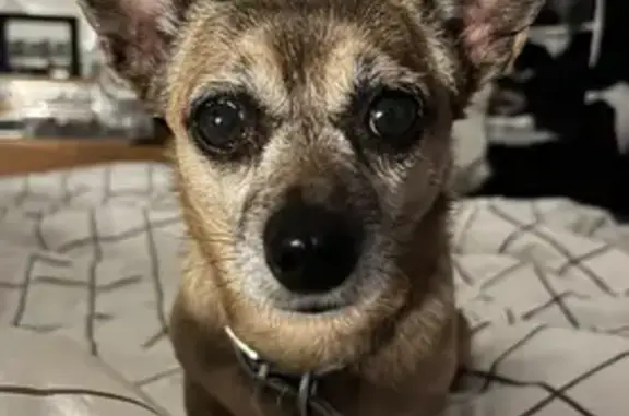 Lost Chihuahua: Help Find Our Beloved Pet!