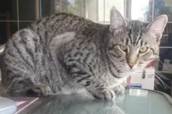 Desperate: Missing Tabby Cat, Help Find Him!