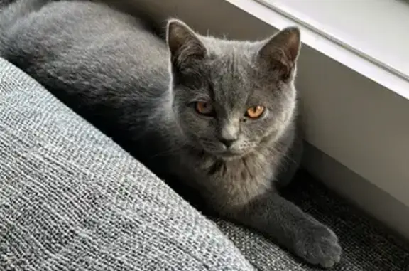 Lost: Grey British Shorthair Cat, Male, Melbourne