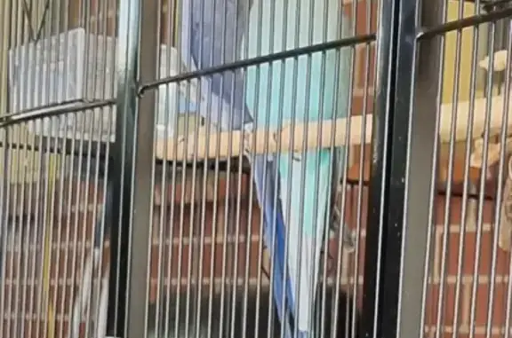 Lost Indian Ringneck Parrots: Enfield Area. Contact Harley or Kim