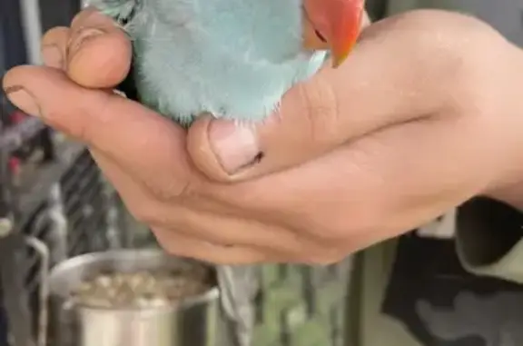 Lost Bird Pair: Indian Ringnecks, Liverpool Road