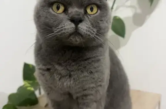 Lost: Grey British Shorthair Cat Freya