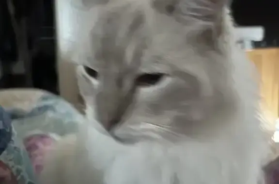 Lost Ragdoll Cat: White & Grey, Microchipped