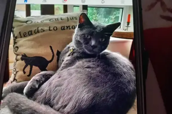 Help Find Missing Grey Cat in Goldhurst Green