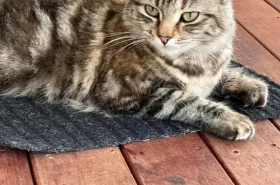 Lost Female Cat Tiger: No Microchip, Stafford Road, Brisbane