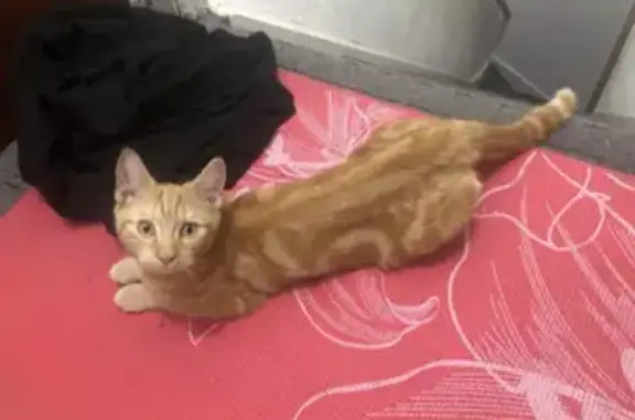 Desperate search for missing ginger tabby cat
