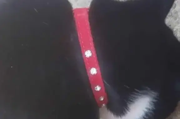 Missing Black Cat Bubu: Stolen from Hartley Road