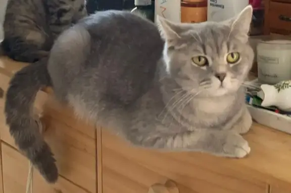 Missing Grey Female Cat - Help Bring Maya Home!