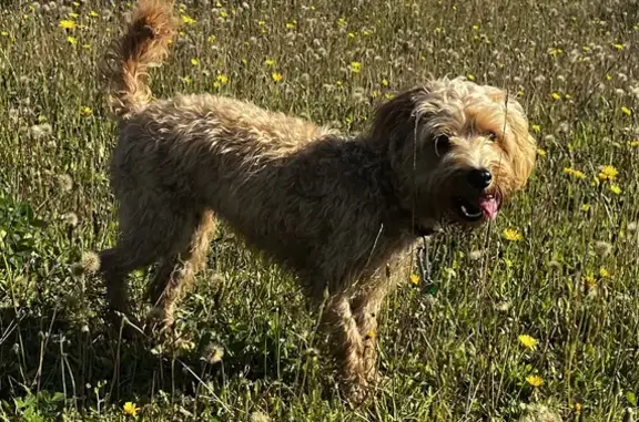 Lost: Ginger Poodle Cross, Female, 9 Months Old