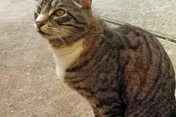 Lost Neutered Male Cat Ziggy: Over Friendly & Talkative